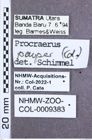 Etikett zu Melanoxanthus florensis (Candèze, 1881)